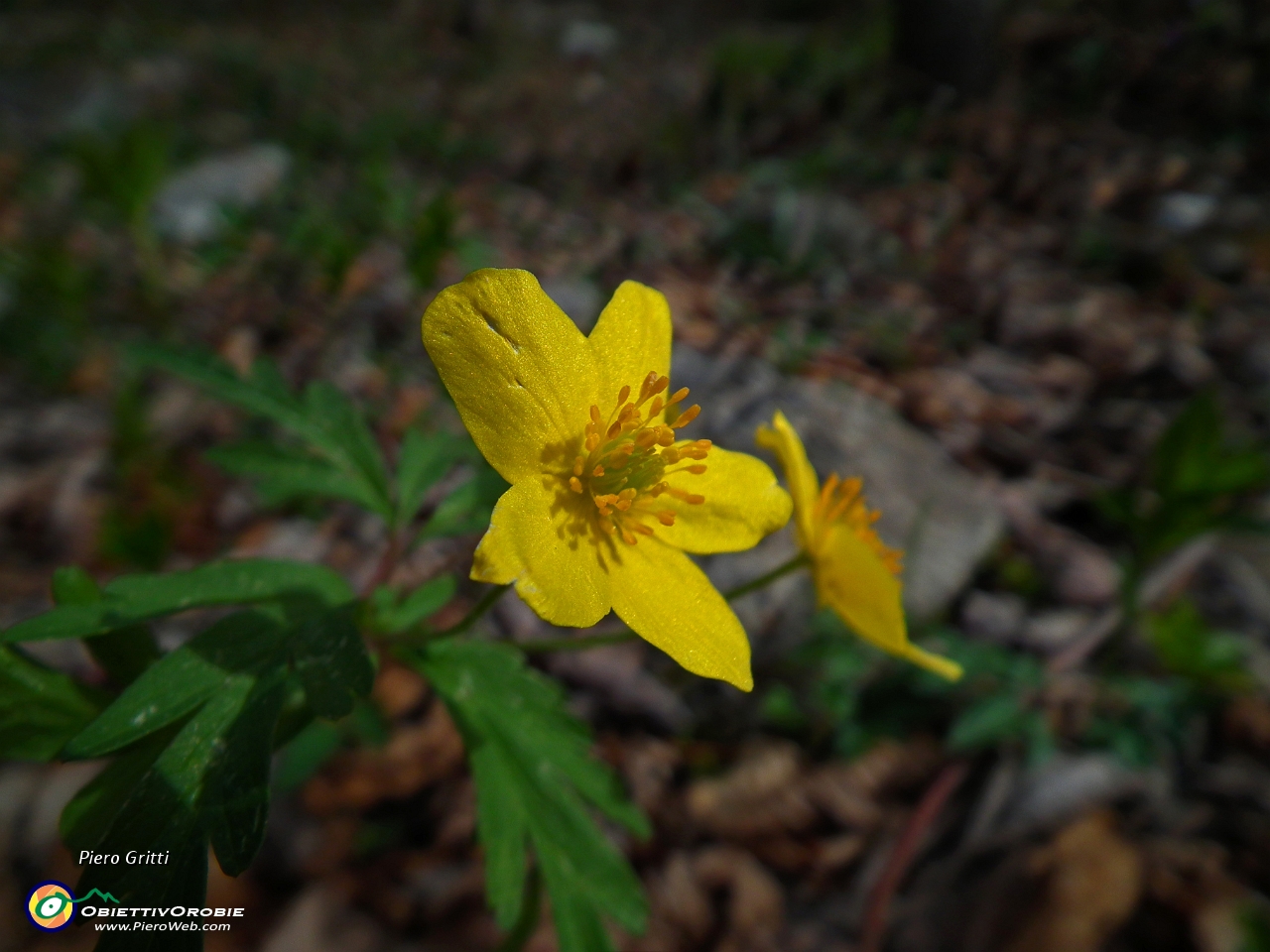 13 Anemone giallo oro.JPG